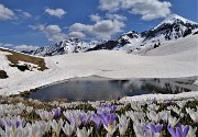 07 Laghetto in disgelo con estese fioriture di  Crocus vernus (Zafferano maggiore) 